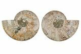 8.1" Agatized, Cut & Polished Ammonite Fossil - Madagasar - #191369-1